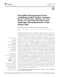 Persulfide Dioxygenase from Acidithiobacillus Caldus: Variable Roles of Cysteine Residues and Hydrogen Bond Networks of the Acti