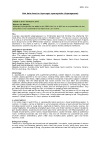 Mini Data Sheet on Asparagus Asparagoides (Asparagaceae)