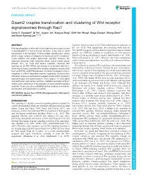 Daam2 Couples Translocation and Clustering of Wnt Receptor Signalosomes Through Rac1 Carlo D