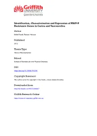Identification, Characterisation and Expression of PRSV-P Resistance Genes in Carica and Vasconcellea