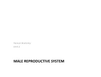 MALE REPRODUCTIVE SYSTEM Male Reproduc�Ve System