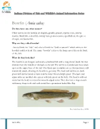 Bowfin (Amia Calva)