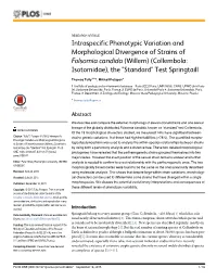 Intraspecific Phenotypic Variation and Morphological Divergence of Strains of Folsomia Candida (Willem) (Collembola: Isotomidae), the "Standard" Test Springtaill