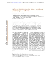 Adherens Junctions on the Move—Membrane Trafficking of E-Cadherin