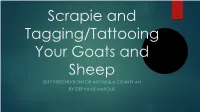 Scrapie and Tagging/Tattooing Your Goats and Sheep 2017 PRESENTATION for ASHTABULA COUNTY 4-H by STEPHANIE MAROUS What Is Scrapie?