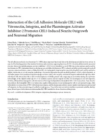 Interaction of the Cell Adhesion Molecule CHL1 with Vitronectin