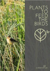 Feed the Birds