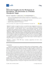 Molecular Insights Into the Mechanism of Necroptosis: the Necrosome As a Potential Therapeutic Target