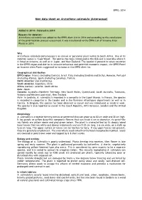 Mini Data Sheet on Arctotheca Calendula (Asteraceae)