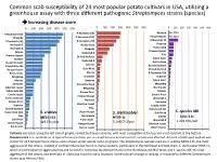 Common Scab Susceptibility of 24 Most Popular Potato Cultivars in USA, Utilizing a Greenhouse Assay with Three Different Pathoge