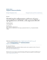 Identifying the Inflammatory Pathways of Genes Upregulated in LADMAC Cells Exposed to BCM7 Oumlissa Persaud Oumlissap@Gmail.Com