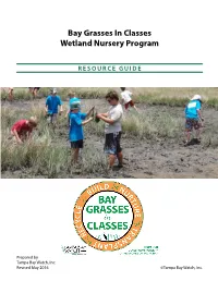 Bay Grasses in Classes Wetland Nursery Program