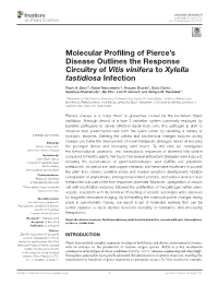 Molecular Profiling of Pierce's Disease Outlines the Response Circuitry Of