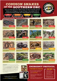COMMON SNAKES of the SOUTHERN DRC There Are in the Region of 137 Different Types of Snakes in the DRC and Most of Them Are Not Dangerous