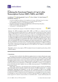 Defining the Functional Targets of Cap'n'collar Transcription Factors NRF1