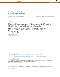 Unique Osmoregulatory Morphology in Primitive Sharks