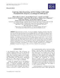 Capturing, Induced Spawning, and First Feeding of Wild-Caught Pseudopimelodus Mangurus, an Endangered Catfish Species