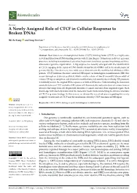A Newly Assigned Role of CTCF in Cellular Response to Broken Dnas