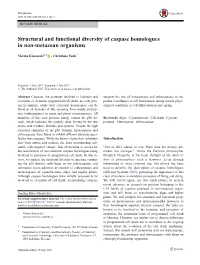 Structural and Functional Diversity of Caspase Homologues in Non-Metazoan Organisms