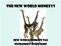 The New World Monkeys