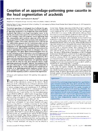 Cooption of an Appendage-Patterning Gene Cassette in the Head