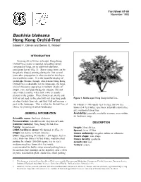 Hong Kong Orchid Tree (Bauhinia Blakeana)