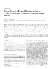 Mrgprd-Expressing Polymodal Nociceptive Neurons Innervate Most Known Classes of Substantia Gelatinosa Neurons
