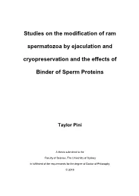 Studies on the Modification of Ram Spermatozoa by Ejaculation And