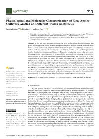 Physiological and Molecular Characterization of New Apricot Cultivars Grafted on Different Prunus Rootstocks