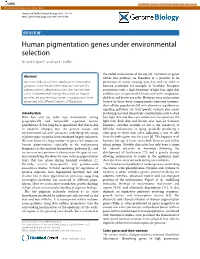 Human Pigmentation Genes Under Environmental Selection Richard a Sturm1,* and David L Duffy2