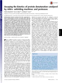 Protein Denaturation Catalyzed by AAA+ Unfolding Machines and Proteases