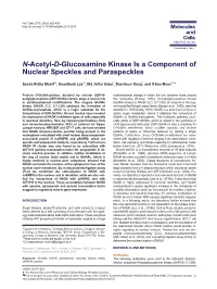 N-Acetyl-D-Glucosamine Kinase Is a Component of Nuclear Speckles and Paraspeckles
