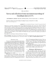 Survey and Collection of Some Uncommon Macrofungi of Gorakhpur District (U.P.)