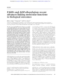 Parps and ADP-Ribosylation: Recent Advances Linking Molecular Functions to Biological Outcomes