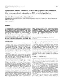 Cytochemical Features Common to Nucleoli and Cytoplasmic Nucleoloids of Olea Europaea Meiocytes: Detection of Rrna by in Situ Hybridization