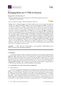 Emerging Roles for 3 Utrs in Neurons