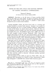Notes on the Life Cycle and Natural History of Vanessa Annabella (Nymphalidae)