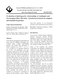 Evaluation of Phylogenetic Relationships of Antilopini And