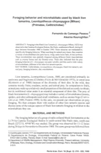 Foraging Behavior and Microhabitats Used by Black Lion Tamarins, Leontopithecus Chrysopyqus (Mikan) (Primates, Callitrichidae)