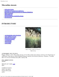 Miscanthus Sinensis