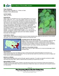 Paper Mulberry