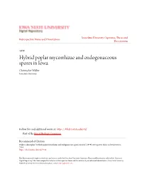Hybrid Poplar Mycorrhizae and Endogonaceous Spores in Iowa Christopher Walker Iowa State University
