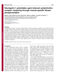 Neuregulin-1 Potentiates Agrin-Induced Acetylcholine Receptor Clustering Through Muscle-Specific Kinase Phosphorylation