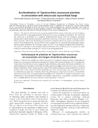 Acclimatization of Tapeinochilos Ananassae Plantlets in Association