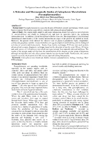 A Molecular and Microscopically Studies of Calicophoron