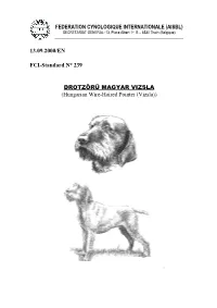 VIZSLA (Hungarian Wire-Haired Pointer (Vizsla))