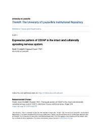 Expression Pattern of CD2AP in the Intact and Collaterally Sprouting Nervous System