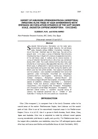Hemiptera) Infesting Olive Trees at Giza Governorate with Emphasis on Population Dynamics of the Soft Brown Scale, Saissetia Coffeae (Hemiptera: Coccidae
