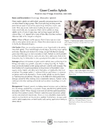 Giant Conifer Aphids Feed on Sap of Twigs, Branches, and Roots