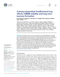 A Kinase-Dependent Feedforward Loop Affects CREBB Stability and Long